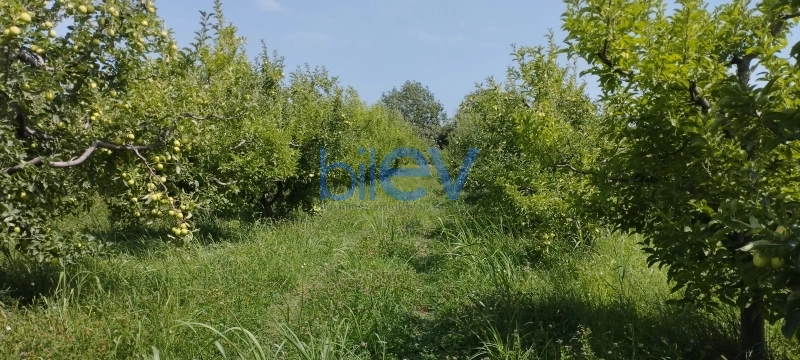 Satış  otaqlı Torpaq  115m², Quba