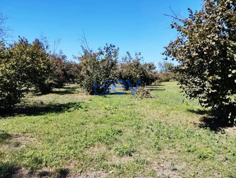 Satış  otaqlı Torpaq  70m², Qəbələ
