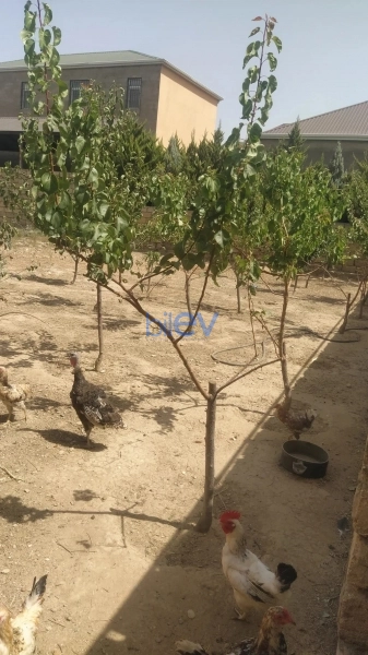 Satış  otaqlı Torpaq  400m², Bakı