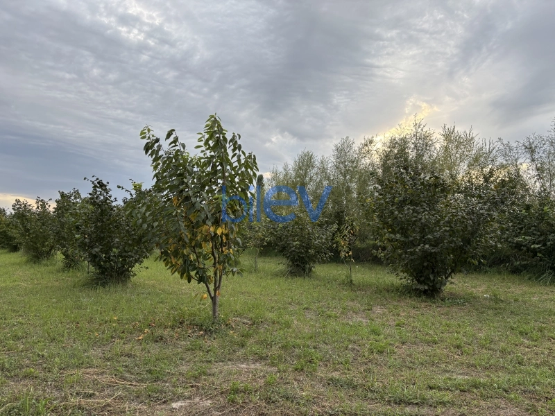 Satış  otaqlı Torpaq  24m², Qusar