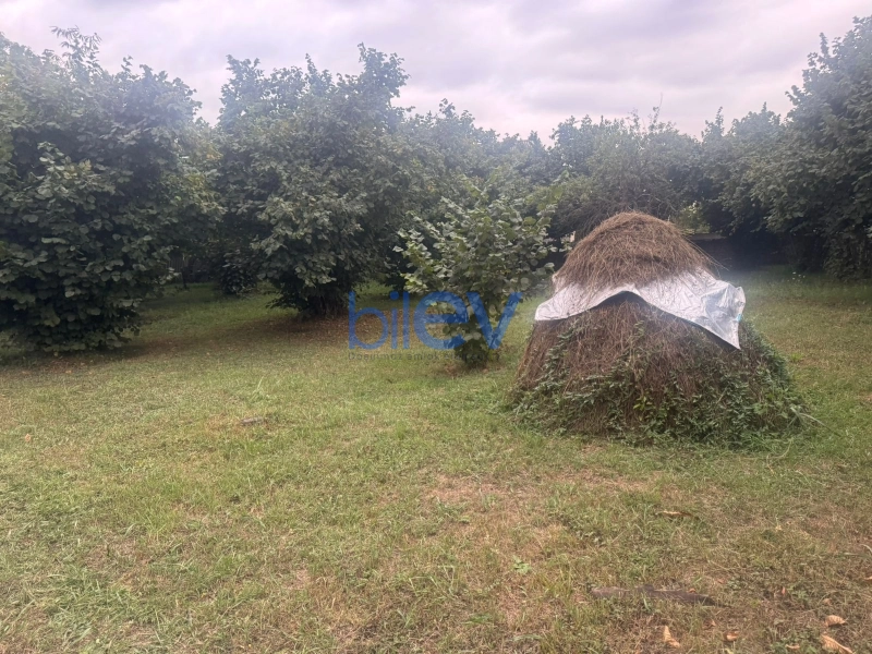 Satış  otaqlı Torpaq  m², Qəbələ