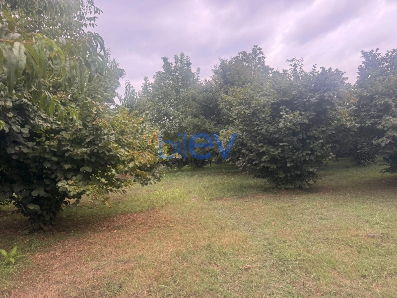 Satış  otaqlı Torpaq  m², Qəbələ