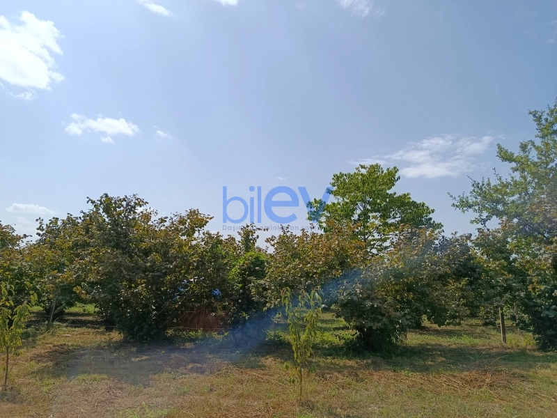Satış 0 otaqlı Torpaq  10m², Xaçmaz