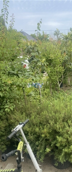 Satış 3 otaqlı Həyət evi  120m², Bakı