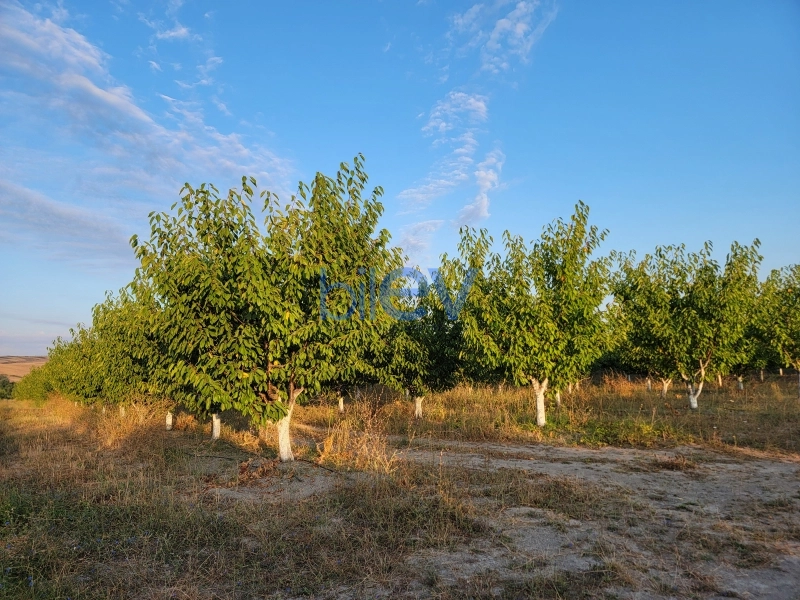 Satış 2 otaqlı Torpaq  320000m², İsmayıllı