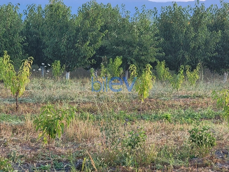 Satış 2 otaqlı Torpaq  320000m², İsmayıllı
