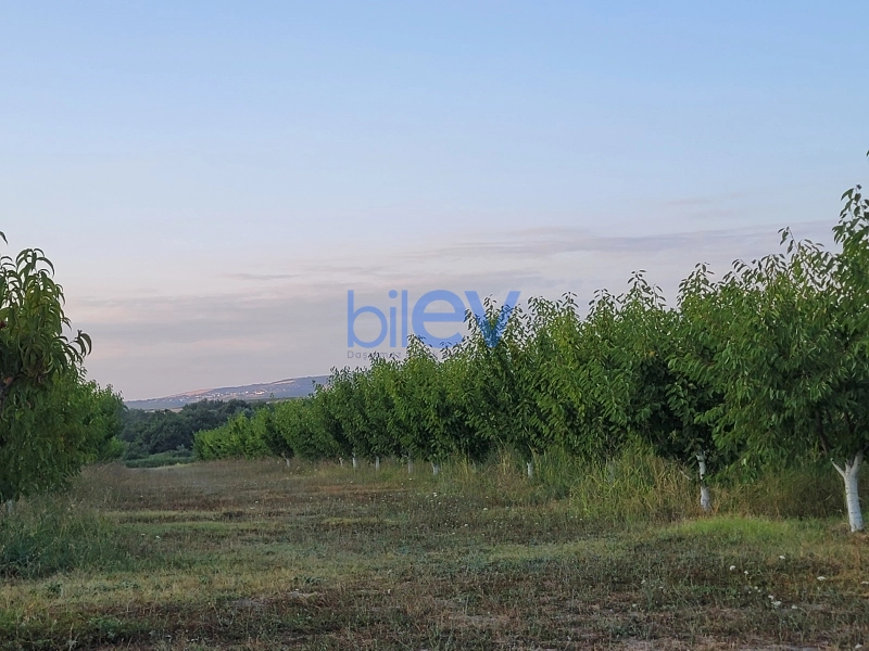 Satış 2 otaqlı Torpaq  320000m², İsmayıllı