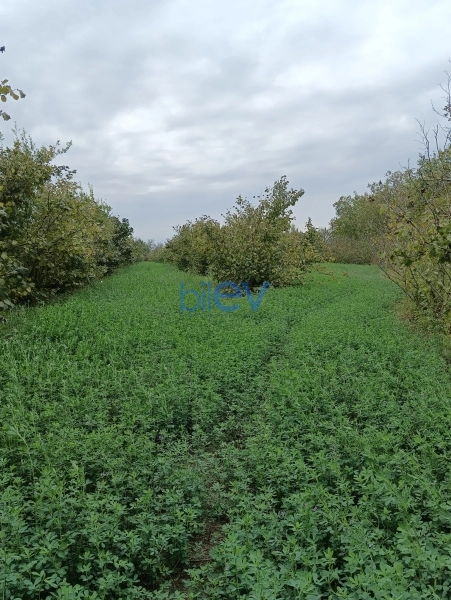 Satış  otaqlı Torpaq  12000m², Xaçmaz