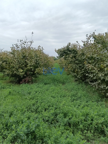 Satış  otaqlı Torpaq  12000m², Xaçmaz