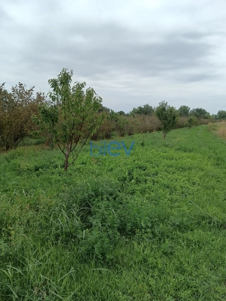 Satış  otaqlı Torpaq  12000m², Xaçmaz