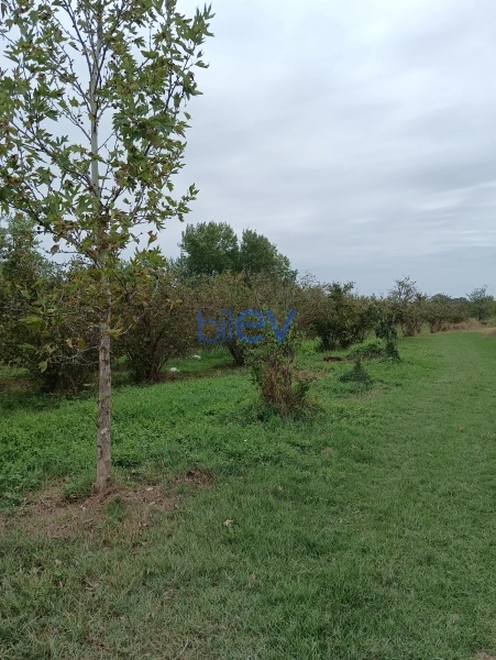 Satış  otaqlı Torpaq  12000m², Xaçmaz