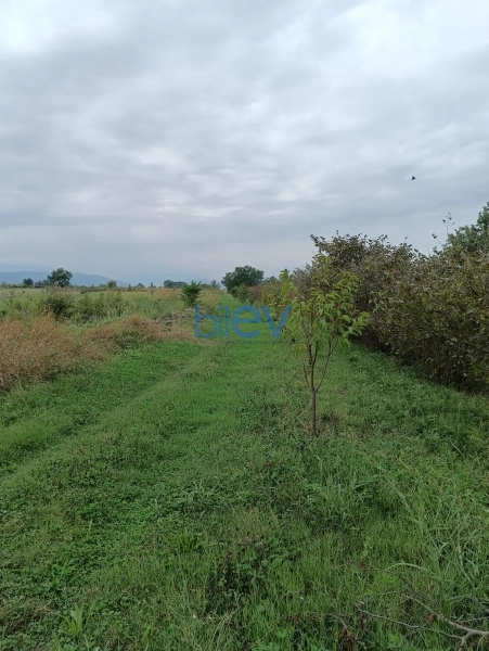 Satış  otaqlı Torpaq  12000m², Xaçmaz