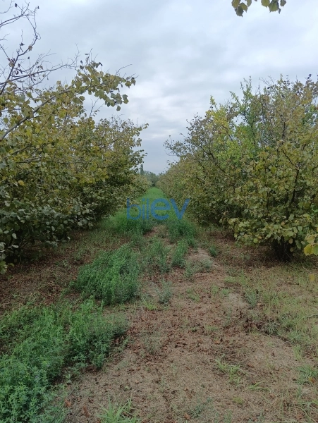 Satış  otaqlı Torpaq  12000m², Xaçmaz