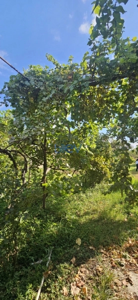 Satış 4 otaqlı Bağ evi  48m², Bakı
