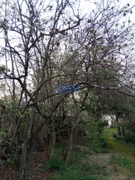 Satış 3 otaqlı Torpaq  334m², Bakı