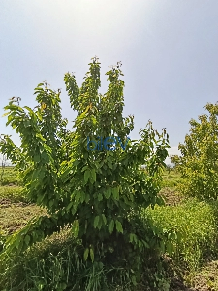 Satış  otaqlı Torpaq  105m², Quba