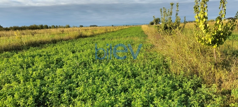 Satış  otaqlı Torpaq  1000m², Xaçmaz / Xudat