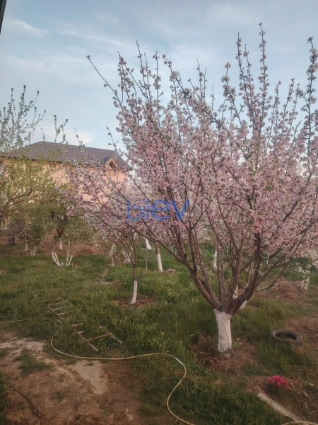 Satış 4 otaqlı Bağ evi  180m², Bakı