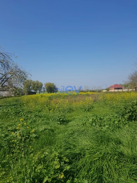 Satış 5 otaqlı Həyət evi  251m², Masallı