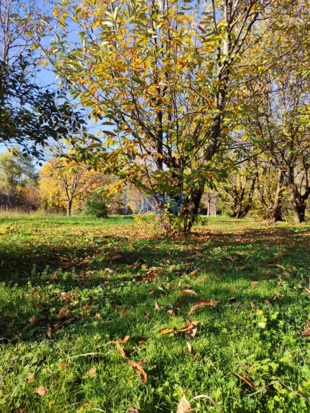 Satış  otaqlı Torpaq  20m², Qəbələ