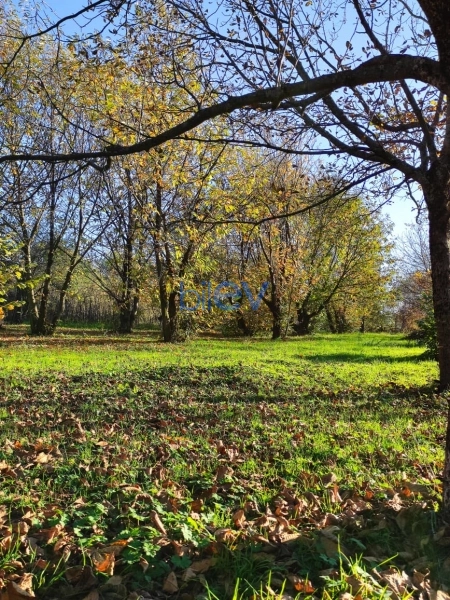 Satış  otaqlı Torpaq  20m², Qəbələ