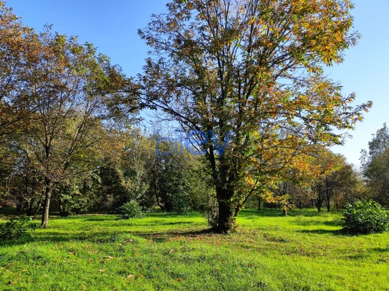 Satış  otaqlı Torpaq  20m², Qəbələ