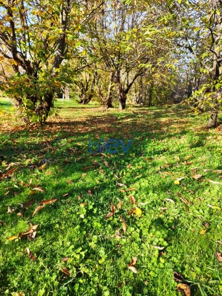 Satış  otaqlı Torpaq  20m², Qəbələ