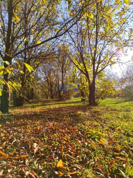 Satış  otaqlı Torpaq  20m², Qəbələ