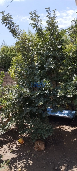 Satış 9 otaqlı Həyət evi  250m², Bakı