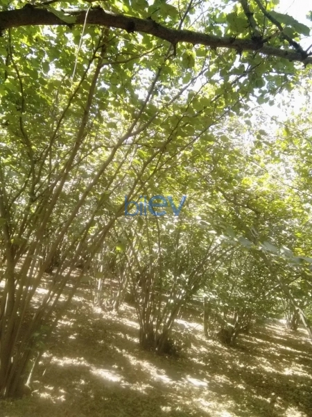 Satış 5 otaqlı Həyət evi  100m², Xaçmaz