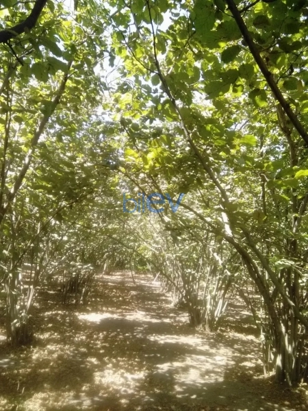 Satış 5 otaqlı Həyət evi  100m², Xaçmaz