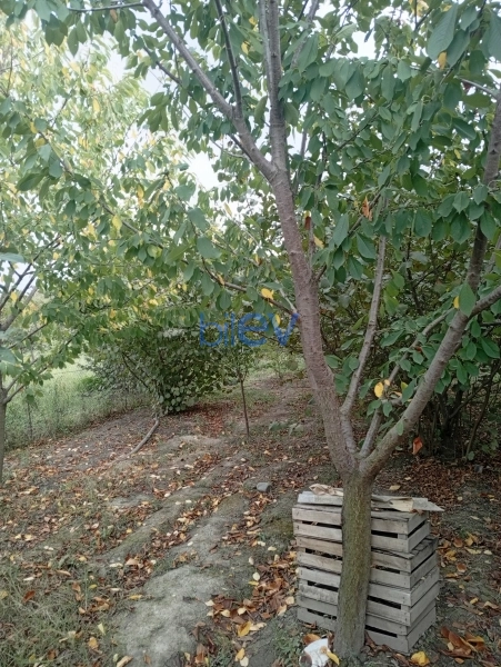 Satış 0 otaqlı Torpaq  3000m², Xaçmaz