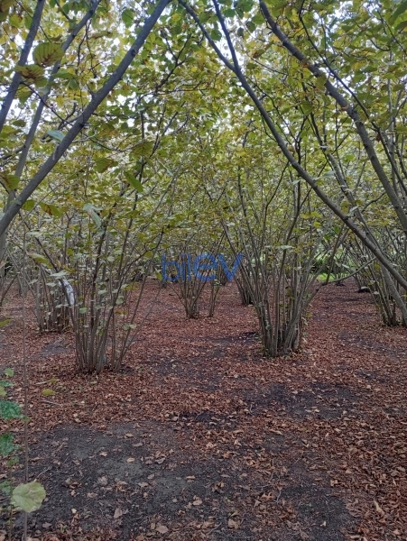Satış 0 otaqlı Torpaq  3000m², Xaçmaz