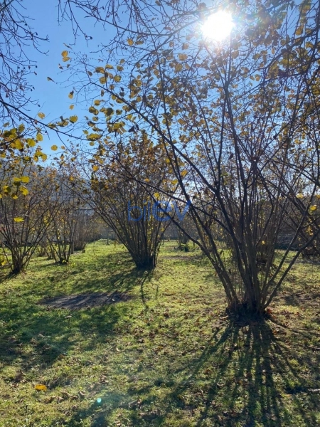 Satış  otaqlı Torpaq  700m², Qəbələ