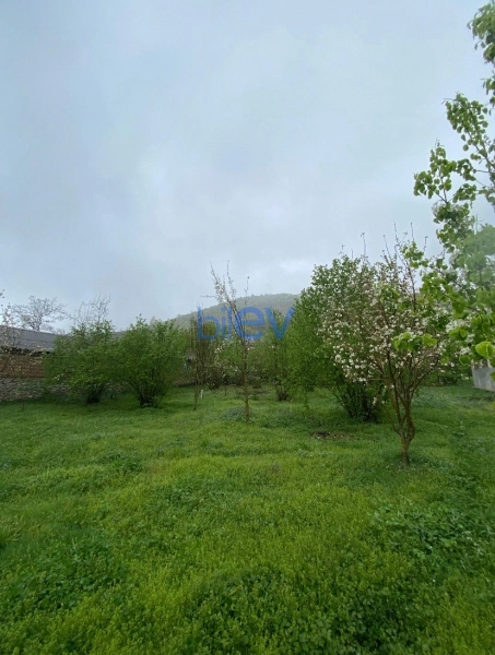 Satış  otaqlı Torpaq  700m², Qəbələ
