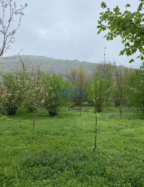 Satış  otaqlı Torpaq  700m², Qəbələ