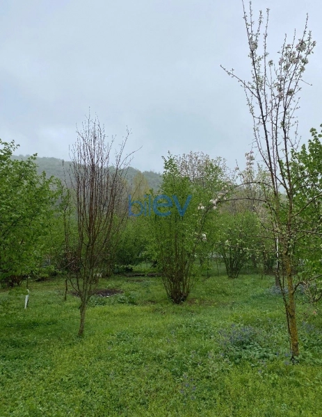 Satış  otaqlı Torpaq  700m², Qəbələ