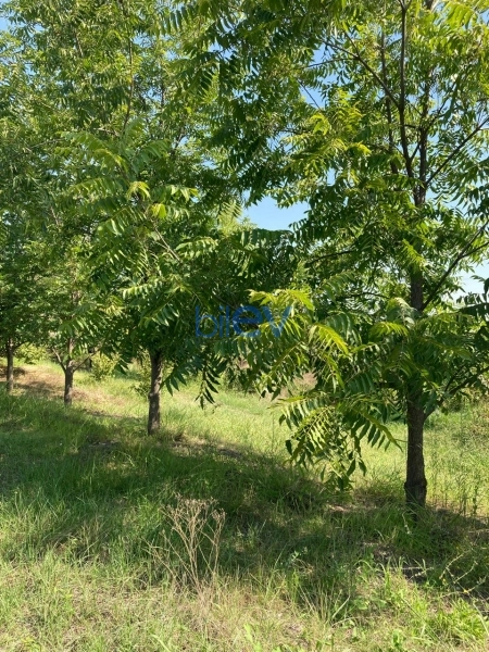 Satış 3 otaqlı Həyət evi  120m², Lənkəran