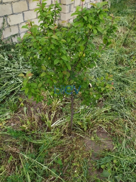 Satış  otaqlı Torpaq  40m², Tərtər