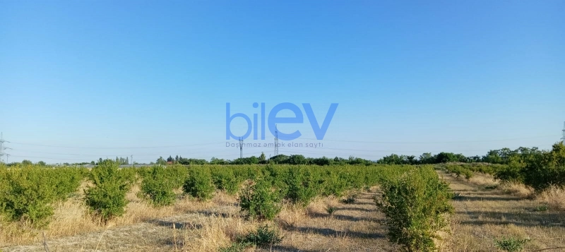 Satış  otaqlı Torpaq  200m², Göyçay